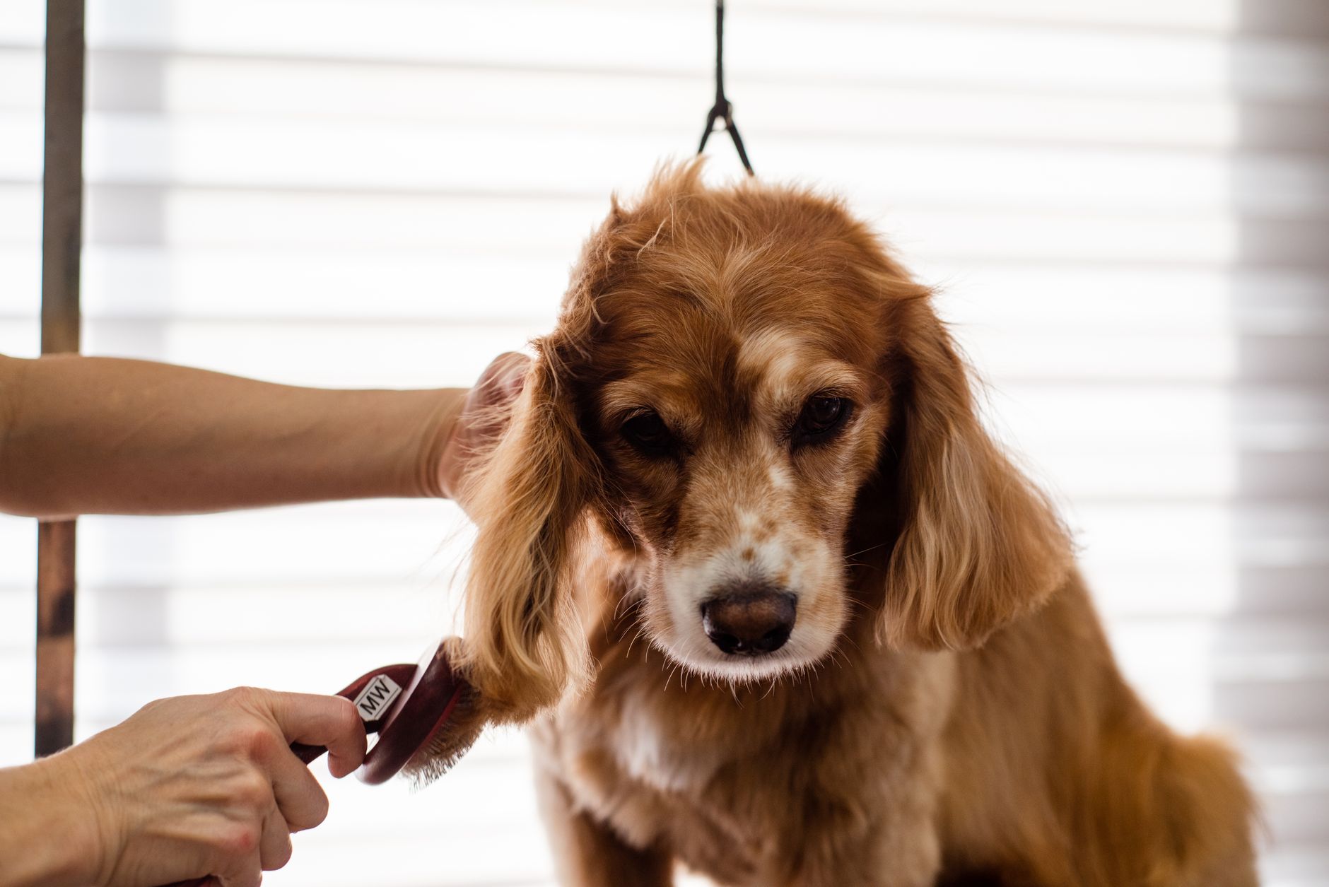 A groomer brushing a dog's coat; representative dog-grooming photography