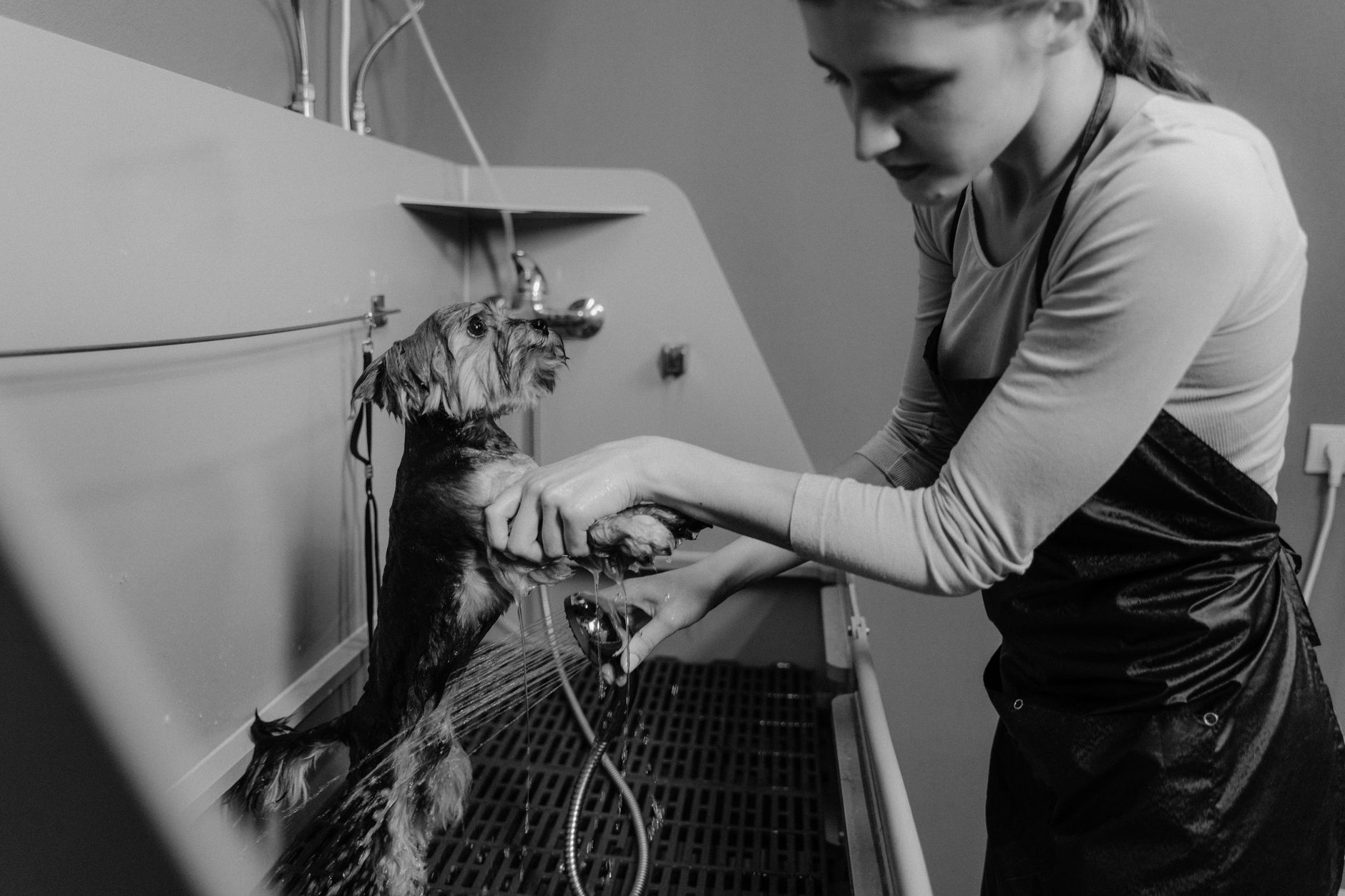 A groomer bathing a small dog; representative dog-grooming photography