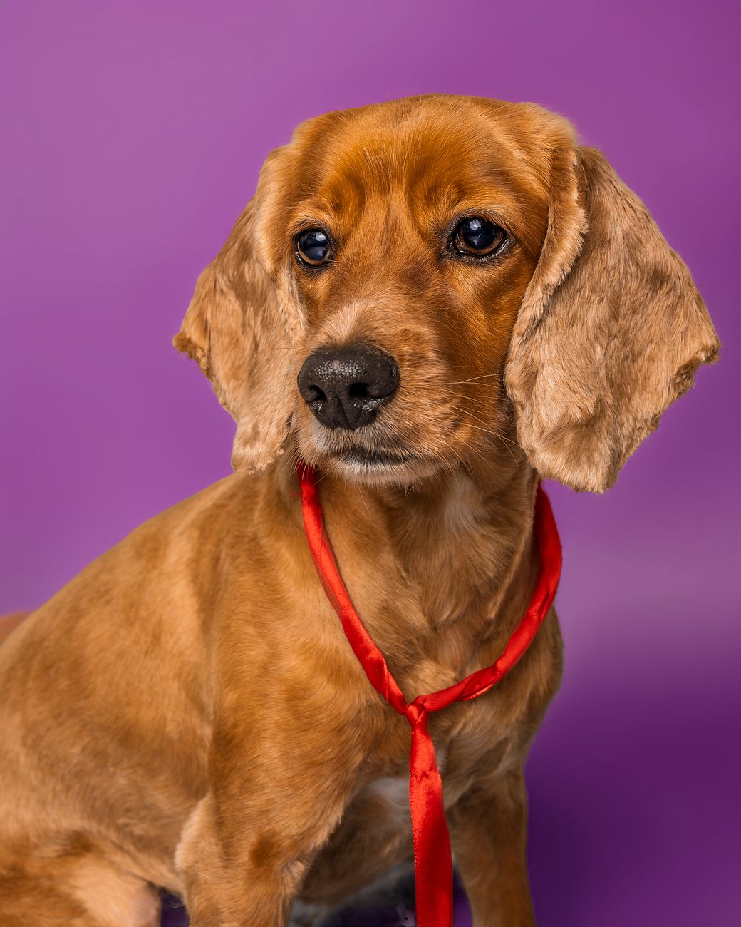A neatly groomed dog wearing a red tie against a purple background; representative dog portrait