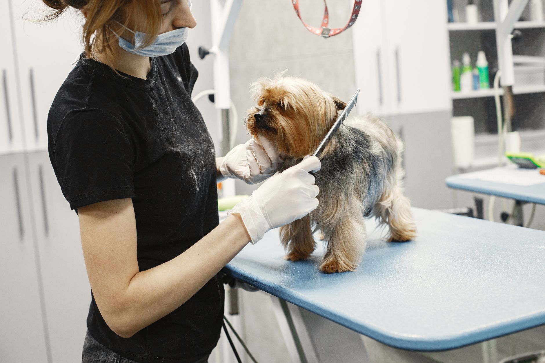 A groomer carefully combing a small dog; representative photography, not The Soapy Dog, its team, or a customer